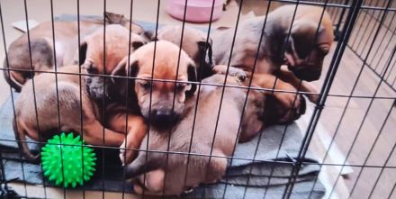 Rhodesian Ridgeback Welpen reinrassig