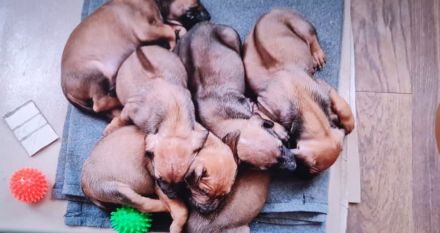 Rhodesian Ridgeback Welpen reinrassig