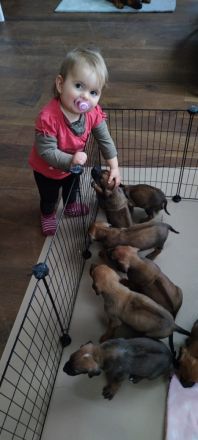 Rhodesian Ridgeback Welpen reinrassig