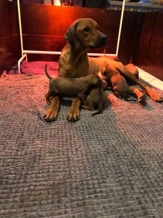 Rhodesian Ridgeback Welpen reinrassig