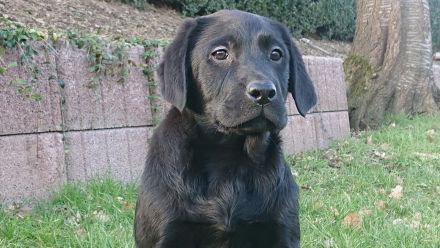 Traumhaft schöne Labradore in schwarz suchen Pflichtbewusste Familien