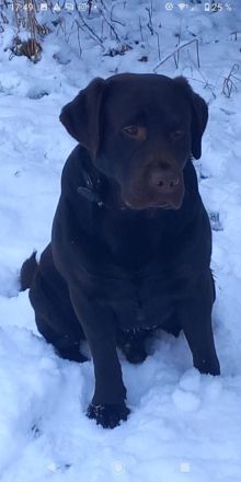 Traumhaft schöne Labradore in schwarz suchen Pflichtbewusste Familien