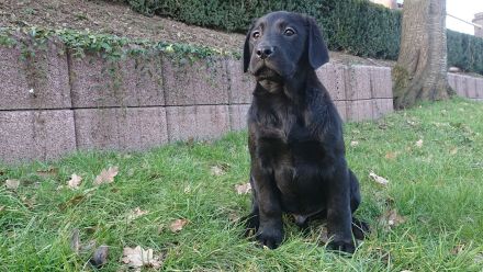 Traumhaft schöne Labradore in schwarz suchen Pflichtbewusste Familien