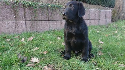 Traumhaft schöne Labradore in schwarz suchen Pflichtbewusste Familien
