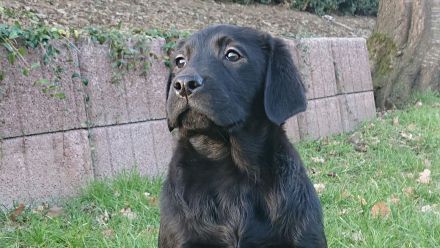 Traumhaft schöne Labradore in schwarz suchen Pflichtbewusste Familien