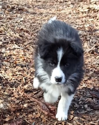 Border Collie Welpe Hündin reinrassig mit Ahnentafel / Papieren inkl. 5 Trainingsstunden