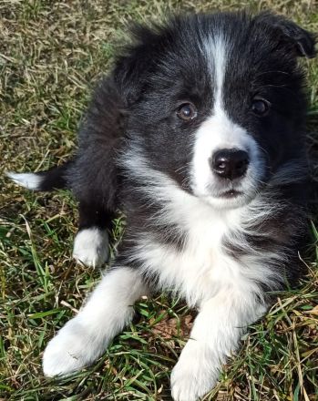 Border Collie Welpe Hündin reinrassig mit Ahnentafel / Papieren inkl. 5 Trainingsstunden