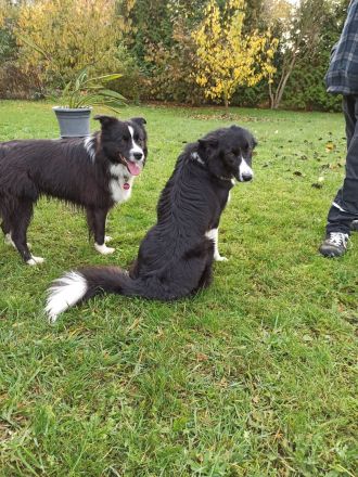 Border Collie Welpe Hündin reinrassig mit Ahnentafel / Papieren inkl. 5 Trainingsstunden