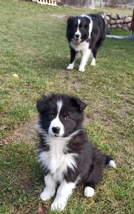 Border Collie Welpe Hündin reinrassig mit Ahnentafel / Papieren inkl. 5 Trainingsstunden