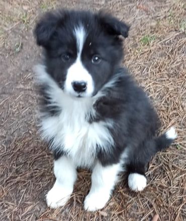 Border Collie Welpe Hündin reinrassig mit Ahnentafel / Papieren inkl. 5 Trainingsstunden