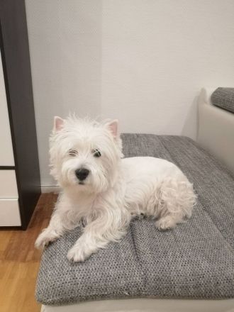 West Highland White terrier