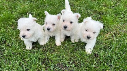West Highland White terrier