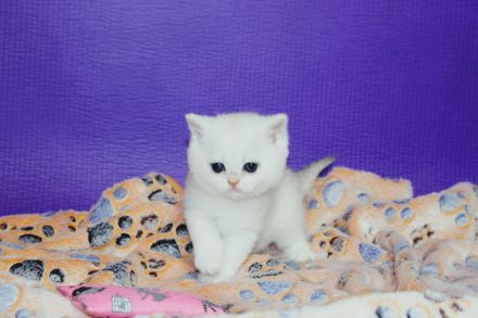 BKH Kitten reinrassig mit Stammbaum inkl. Transportbox + Zubehör