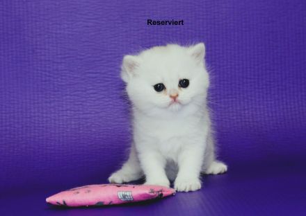 BKH Kitten reinrassig mit Stammbaum inkl. Transportbox + Zubehör