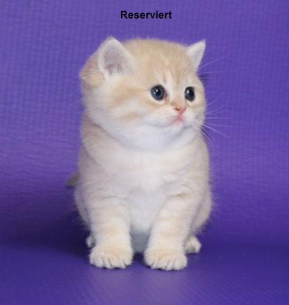 BKH Kitten reinrassig mit Stammbaum inkl. Transportbox + Zubehör