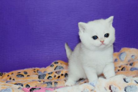 BKH Kitten reinrassig mit Stammbaum inkl. Transportbox + Zubehör