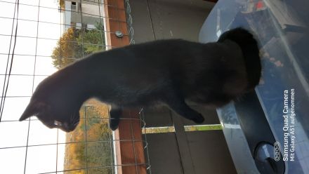 neues zu Hause Gesucht für 2 Fellis