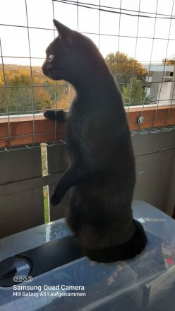 neues zu Hause Gesucht für 2 Fellis
