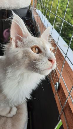neues zu Hause Gesucht für 2 Fellis