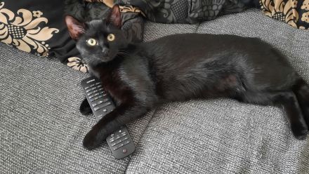 neues zu Hause Gesucht für 2 Fellis