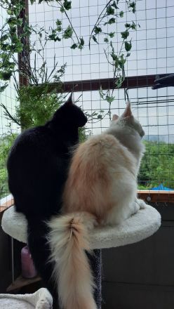 neues zu Hause Gesucht für 2 Fellis