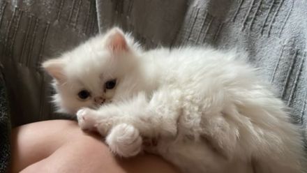 Persische Katze Kätzchen