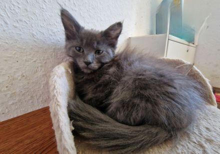 Maine Coon Kitten
