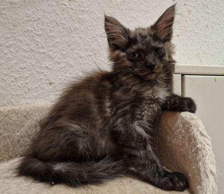 Maine Coon Kitten