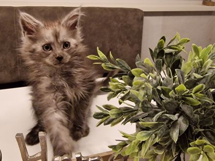 Maine Coon Kitten