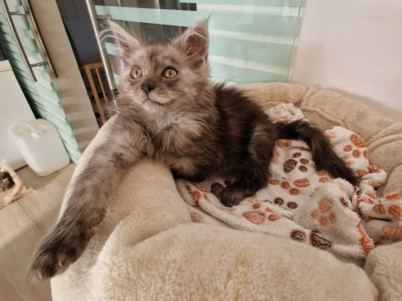 Maine Coon Kitten