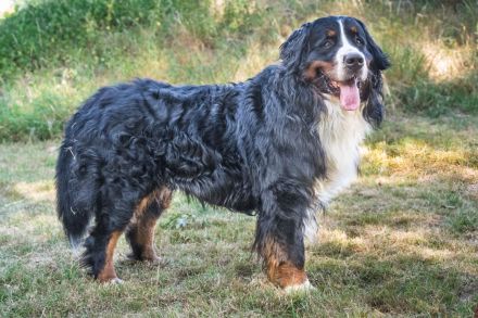 Lusion (FCI) Winter Wonderland