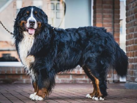 Lusion (FCI) Winter Wonderland