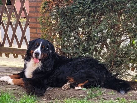 Lusion (FCI) Winter Wonderland