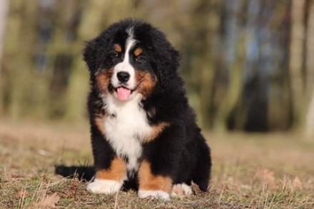 Lusion (FCI) Winter Wonderland