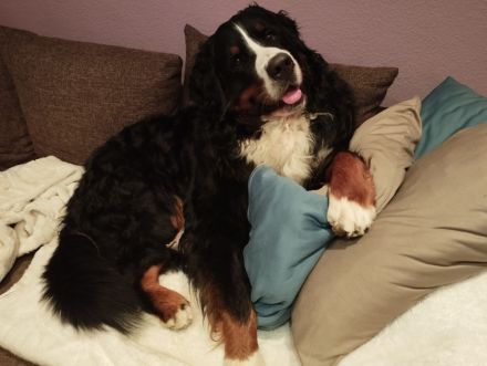 Lusion (FCI) Winter Wonderland