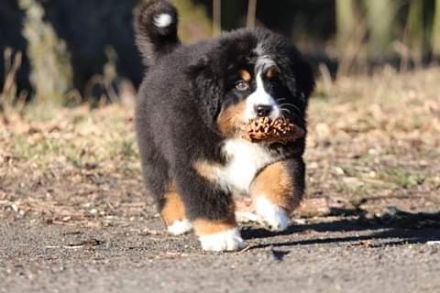 Lusion (FCI) Winter Wonderland