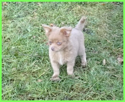 Hübsche Pomchi Welpen abzugeben