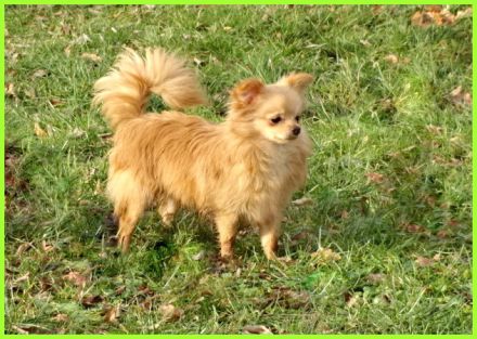 Hübsche Pomchi Welpen abzugeben