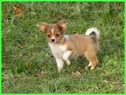 Hübsche Pomchi Welpen abzugeben