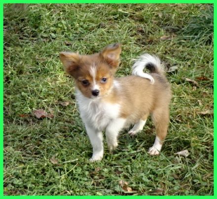 Hübsche Pomchi Welpen abzugeben