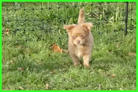 Hübsche Pomchi Welpen abzugeben