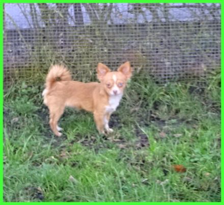 Hübsche Pomchi Welpen abzugeben