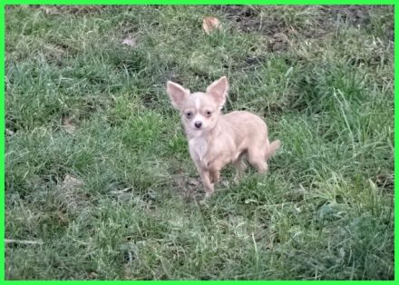 Hübsche Pomchi Welpen abzugeben