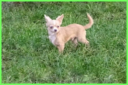 Hübsche Pomchi Welpen abzugeben