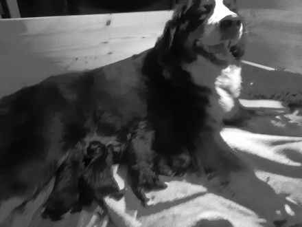 Wurfankündigung März 2023 Berner Sennenhunde