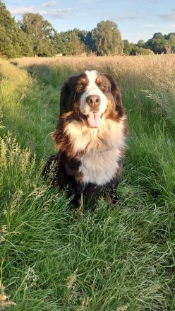 Wurfankündigung März 2023 Berner Sennenhunde