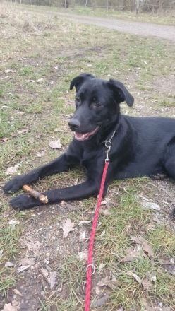 Labrador-Schäferhund Welpe