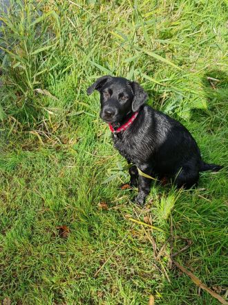 Labrador-Schäferhund Welpe