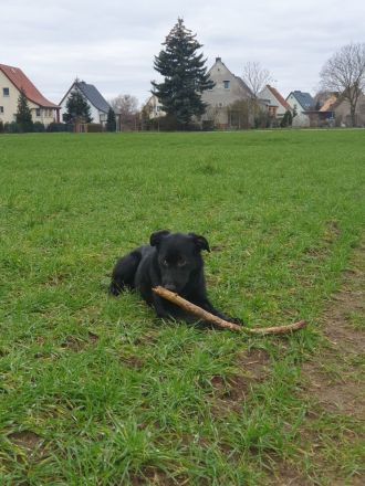 Labrador-Schäferhund Welpe