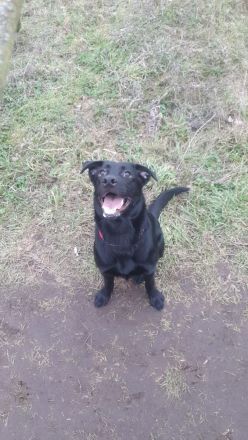 Labrador-Schäferhund Welpe